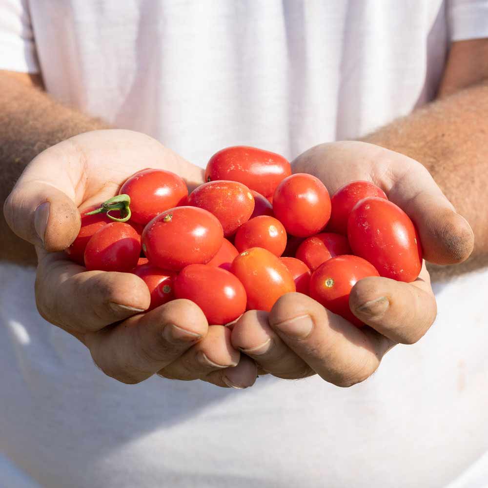 Pomodori biologici pugliesi Capobianco Farm raccolti a mano.
