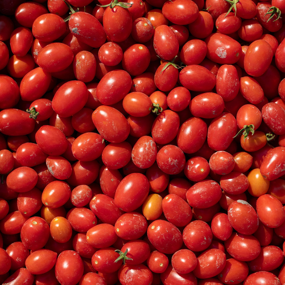Pomodori pugliesi biologici firmati Capobianco farm.